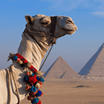 Close-up of a decorated camel with the Great Pyramids of Giza in the background, Egypt.