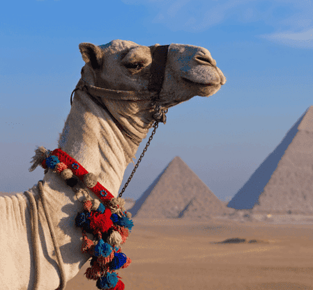 Close-up of a decorated camel with the Great Pyramids of Giza in the background, Egypt.