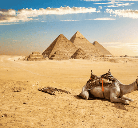 Relaxed camel resting in front of the Great Pyramids of Giza in Egypt at sunset.