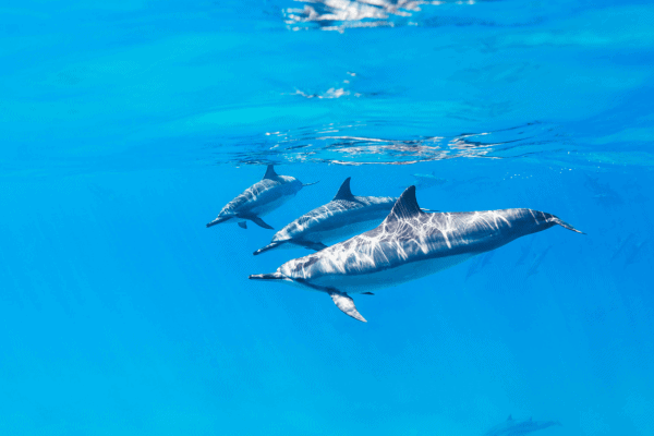 Dolphins swimming underwater in clear blue ocean.