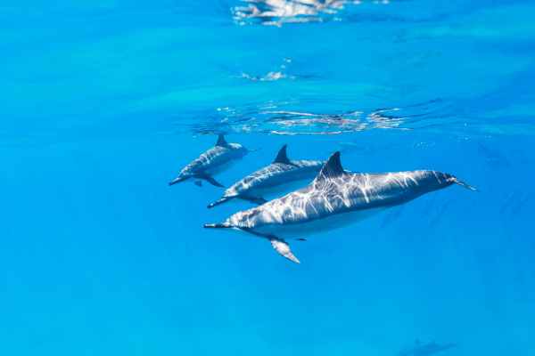 Dolphins swimming underwater in clear blue ocean.