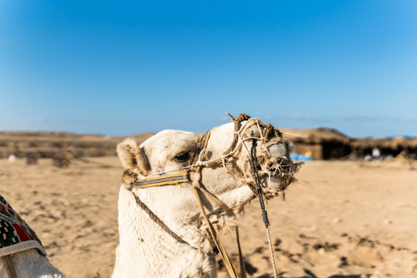 Wadi El Gemal Excursions from Marsa Alam: Embrace the Desert’s Serenity