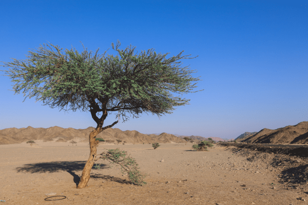 Acacia tree in desert landscape under blue sky.