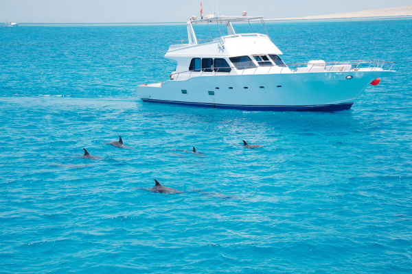 Yacht and dolphins in clear blue sea
