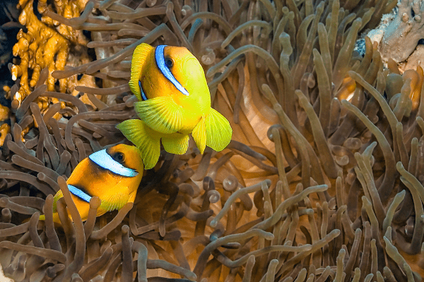 Clownfish swimming in anemone underwater.