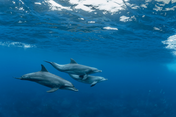 Explore the Wonders of Sataya Dolphin Reef in Marsa Alam