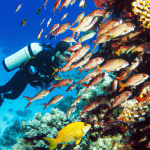 Diver among colorful fish on coral reef.